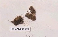 藏品(黃牛毛苔)的圖片